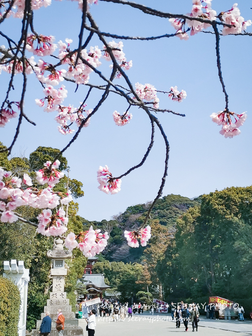 鶴岡八幡宮×桜